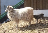 Snowy or Lambo with lamb