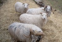 rams and ewes