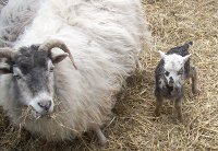 Doris and lamb