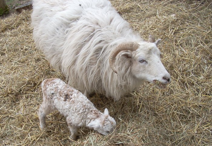 Lamb III and ewe