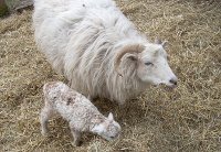Third born and ewe