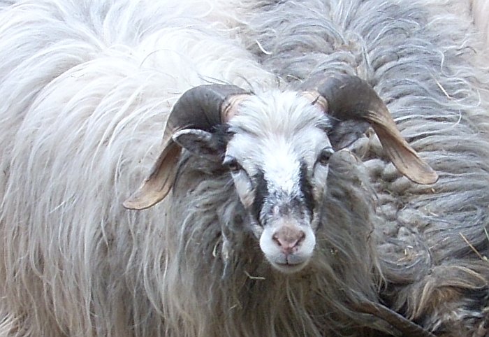 bock