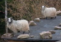 Sheep guard new born lamb