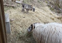 Patch and ewe