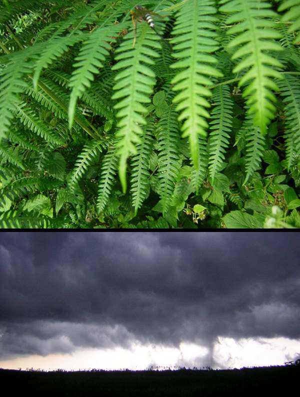 Ferns and thunderstorms